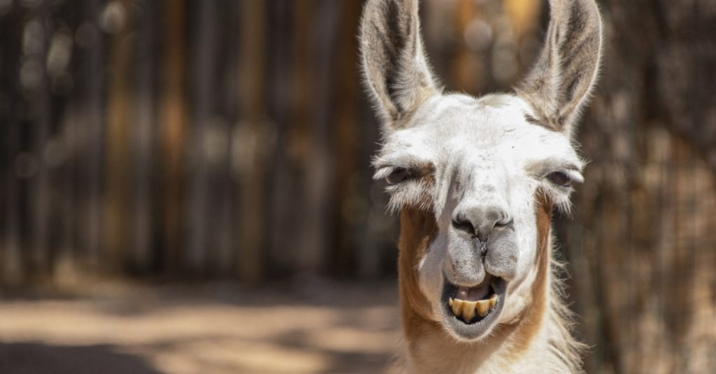 Dunning–Krugerov efekat 